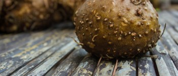 Le konjac, un aliment recommandé en cas d'obésité ?