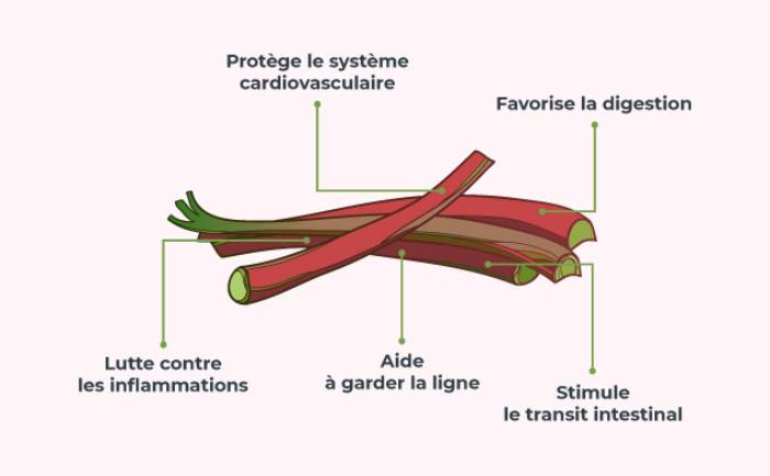Rhubarbe